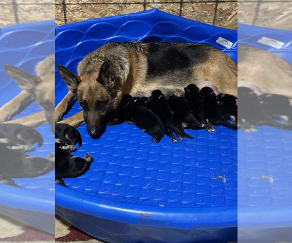 Medium Photo #8 German Shepherd Dog Puppy For Sale in LA FAYETTE, NY, USA