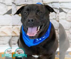 Miniature Bulldog Dogs for adoption in Kennesaw, GA, USA