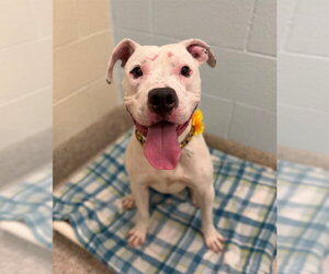 Boxer-Unknown Mix Dogs for adoption in Brighton, CO, USA