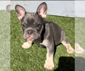 French Bulldog Puppy for sale in SANTA CLARA, CA, USA