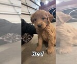 Puppy 2 Golden Labrador-Goldendoodle Mix