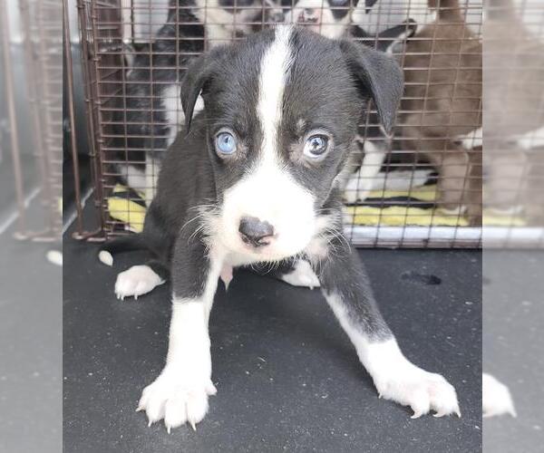 Medium Photo #1 American Staffordshire Terrier-Unknown Mix Puppy For Sale in San Antonio, TX, USA