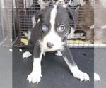 Small American Staffordshire Terrier Mix