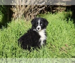 Puppy Dottie Australian Shepherd