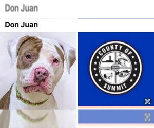 American Staffordshire Terrier-Unknown Mix Dogs for adoption in Akron, OH, USA
