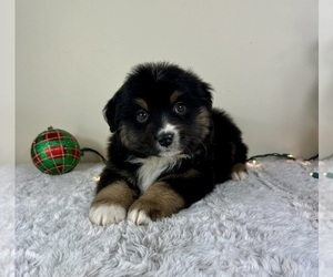 Miniature American Shepherd Puppy for sale in GREENFIELD, IN, USA