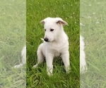 Small Photo #1 German Shepherd Dog Puppy For Sale in RADCLIFFE, IA, USA