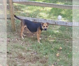 Allie - Female Chinese Shar-Pei-German Shepherd Dog Mix Dog for Adoption - Photo #3