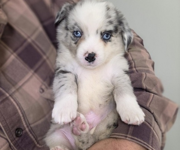 Medium Photo #1 Miniature Australian Shepherd Puppy For Sale in MILTON, WI, USA