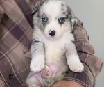 Blue Merle Boy - Male Miniature Australian Shepherd Puppy for Sale - Small photo