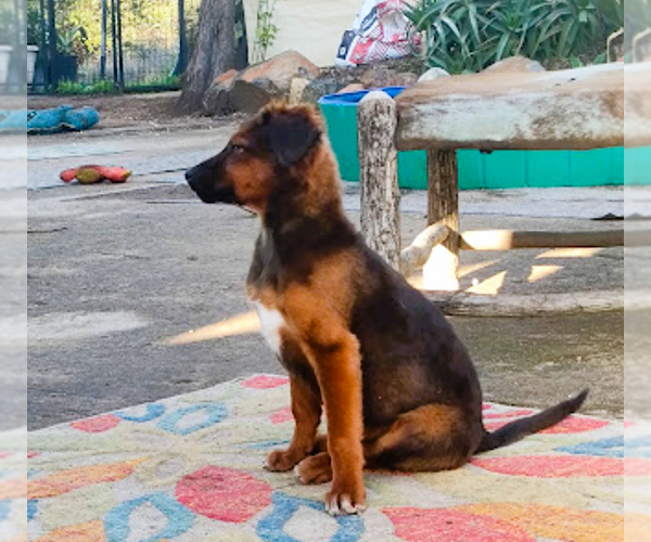 Medium Photo #6 Irish Setter-Unknown Mix Puppy For Sale in Fallbrook, CA, USA