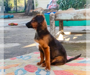 Shylo - Male Irish Setter-Unknown Mix Dog for Adoption - Photo #6