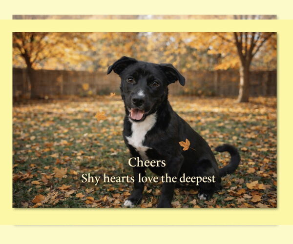 Medium Photo #1 Mutt Puppy For Sale in Thomasville, NC, USA