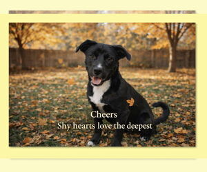 Mutt Dogs for adoption in Thomasville, NC, USA