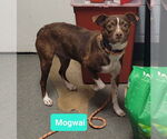 Small Australian Kelpie-Boxer Mix