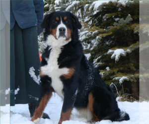 Mother of the Bernese Mountain Dog puppies born on 01/21/2024