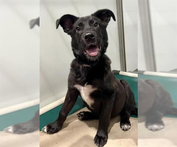 Medium Photo #1 Labrador Retriever-Unknown Mix Puppy For Sale in San Francisco, CA, USA