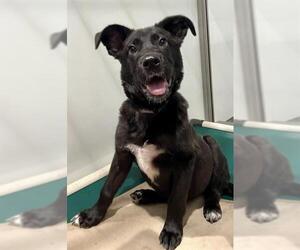 Labrador Retriever-Unknown Mix Dogs for adoption in San Francisco, CA, USA