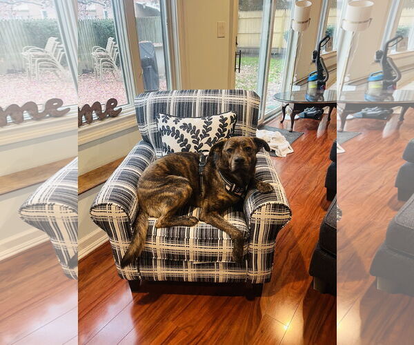 Medium Photo #2 Mutt Puppy For Sale in Westminster, MD, USA