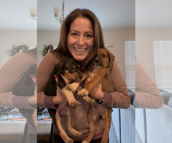 Medium Photo #3 Mutt Puppy For Sale in Holly Springs, NC, USA