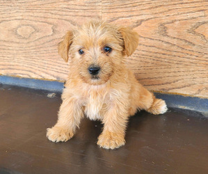 Morkie Puppy for sale in NOVI, MI, USA