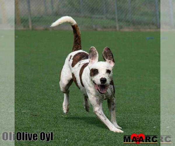 Medium Photo #7 Pointer-Unknown Mix Puppy For Sale in Maryville, TN, USA