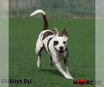 Small Photo #7 Pointer-Unknown Mix Puppy For Sale in Maryville, TN, USA