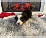 Puppy Blaze Miniature Australian Shepherd