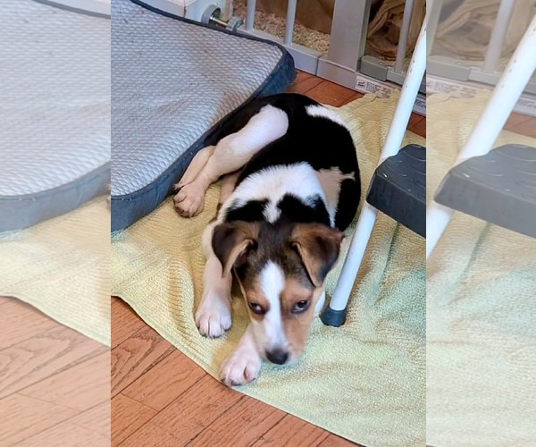 Medium Photo #3 Beagle-Unknown Mix Puppy For Sale in Germantown, OH, USA