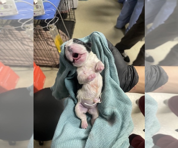 Medium Photo #41 French Bulldog Puppy For Sale in ARLETA, CA, USA