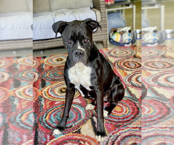 Medium Photo #1 Boxer Puppy For Sale in Austin, TX, USA