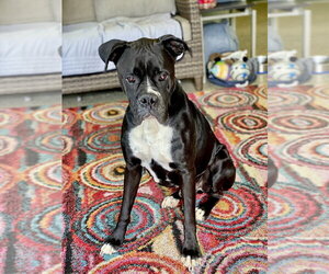 Boxer Dogs for adoption in Austin, TX, USA