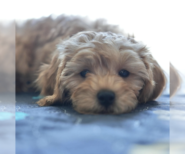 Medium Photo #7 Cavapoo Puppy For Sale in ROCKLEDGE, FL, USA