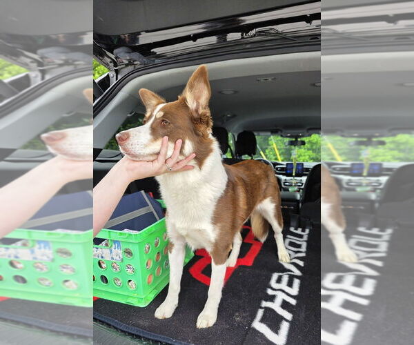 Medium Photo #3 Australian Shepherd-Huskies  Mix Puppy For Sale in Osgood, IN, USA