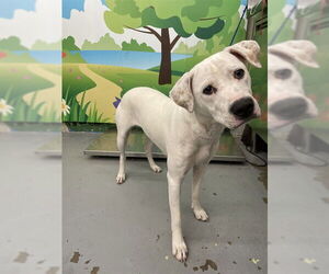 American Pit Bull Terrier-Unknown Mix Dogs for adoption in Waco, TX, USA