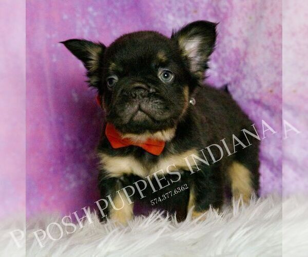 Medium Photo #22 French Bulldog Puppy For Sale in WARSAW, IN, USA