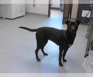 Labrador Retriever-Unknown Mix Dogs for adoption in Fayetteville, NC, USA