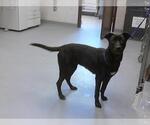 Small Labrador Retriever Mix