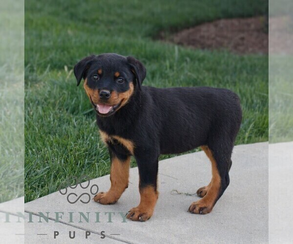 Medium Photo #3 Rottweiler Puppy For Sale in CHRISTIANA, PA, USA