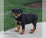 Small #2 Rottweiler