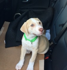 Labralas Dogs for adoption in DESOTO, TX, USA