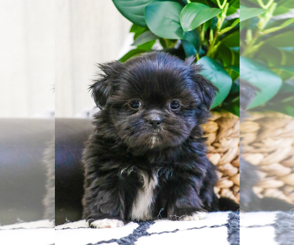 Medium Photo #10 Shih Tzu Puppy For Sale in SYRACUSE, IN, USA