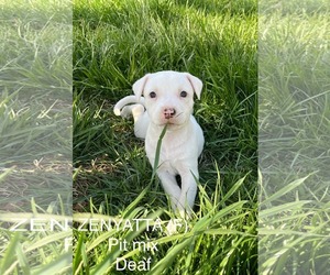 Mutt Dogs for adoption in pomfret, CT, USA