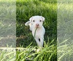 Small Mutt