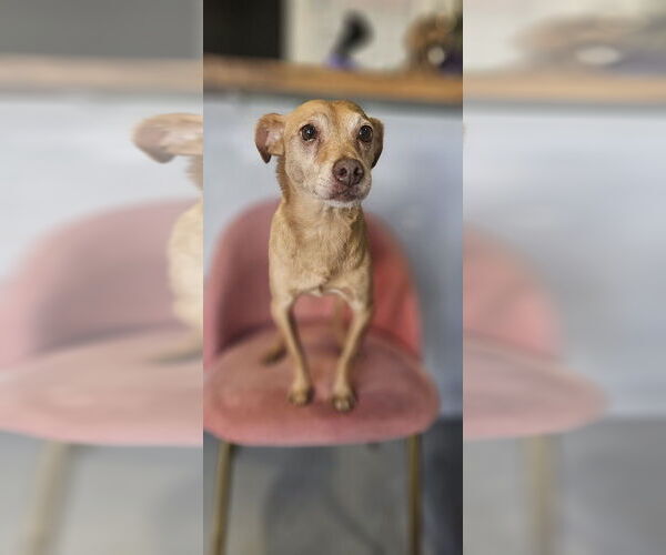Medium Photo #2 Italian Greyhuahua Puppy For Sale in Studio City, CA, USA
