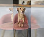 Small #1 Italian Greyhuahua