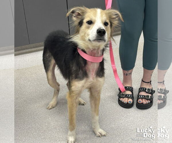 Medium Photo #1 Collie-Unknown Mix Puppy For Sale in Washington, DC, USA