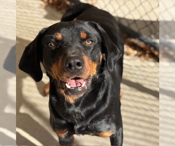 Medium Photo #1 Rottweiler-Unknown Mix Puppy For Sale in Tulsa, OK, USA