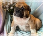 Small Photo #4 English Bulldog Puppy For Sale in HAMDEN, CT, USA