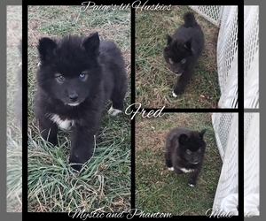 Siberian Husky Puppy for Sale in BLOOMFIELD, Indiana USA